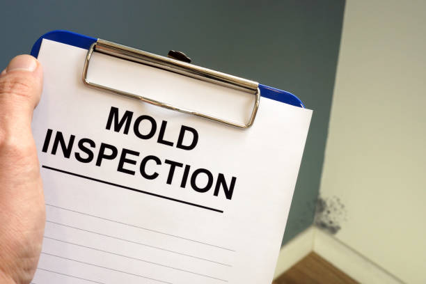 Why You Should Choose Our Mold Remediation Services in Munfordville, KY